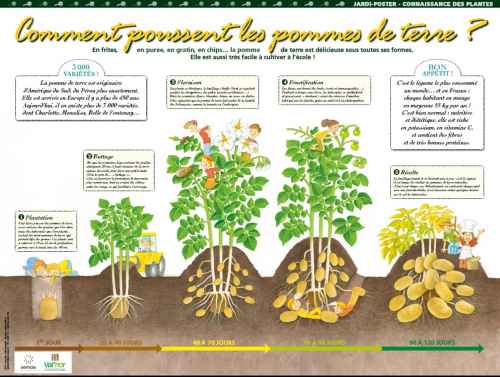 Jardinons à l'école CP à CM2