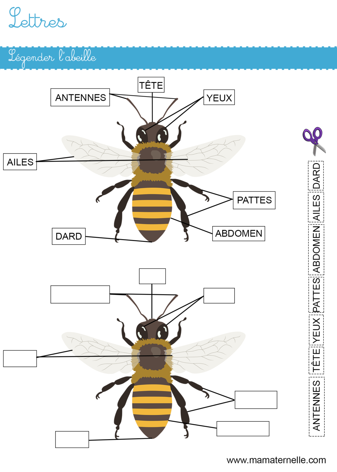 L'abeille à l'honneur