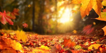 L'entrée dans l'automne (Cycle 1)
