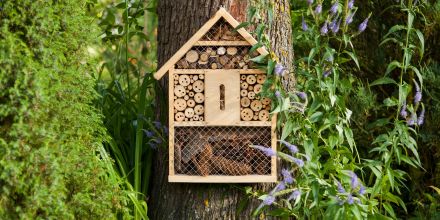S'intéresser aux petites bêtes du jardin