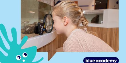 La Blue Academy de Nausicaá : apprendre en s'amusant