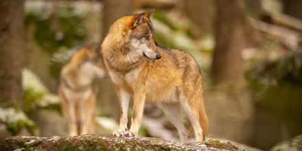 Le loup à l'école maternelle