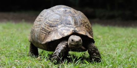 Les tortues à l'école maternelle