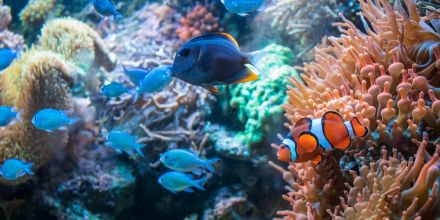 Animaux marins et mer en maternelle