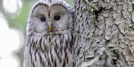 Projet annuel : les oiseaux à l'école maternelle (partie 2)