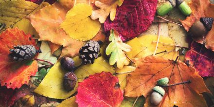 L'entrée dans l'automne (Cycles 2 & 3)