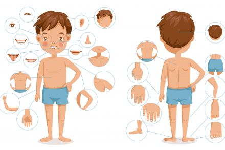 Le corps humain (Cycles 2&3)