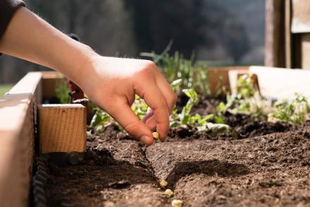 Créer un jardin à l'école maternelle