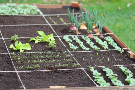 Cultivons notre jardin !