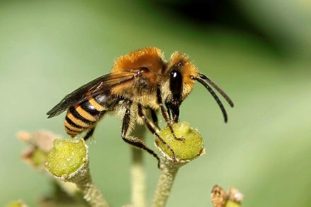 La journée mondiale des abeilles