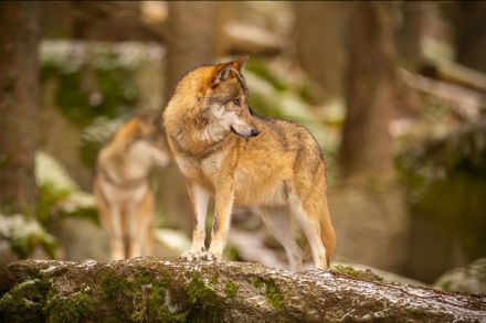 Le loup à l'école maternelle