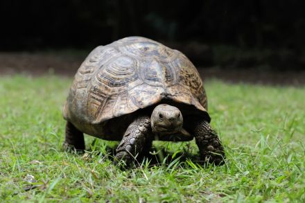 Les tortues à l'école maternelle