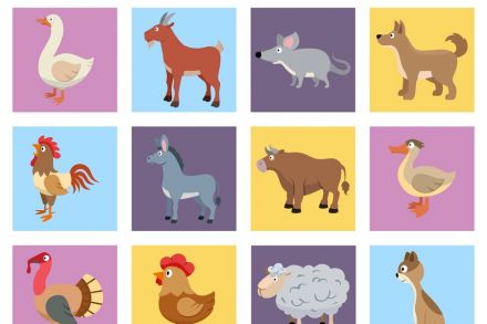 Les imagiers en maternelle