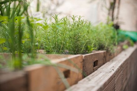 Réaliser un potager ou des travaux d'espaces verts au cycle 3 et en SEGPA