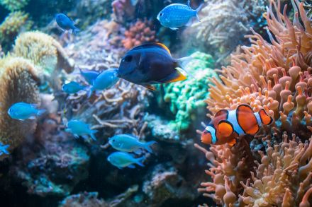 Animaux marins et mer en maternelle