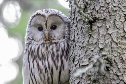 Projet annuel : les oiseaux à l'école maternelle (partie 2)