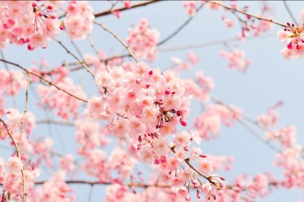 Le thème du printemps en maternelle