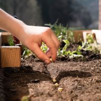 Créer un jardin à l'école maternelle