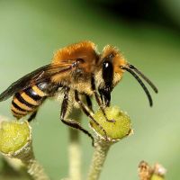 La journée mondiale des abeilles