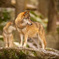 Le loup à l'école maternelle