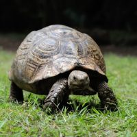 Les tortues à l'école maternelle