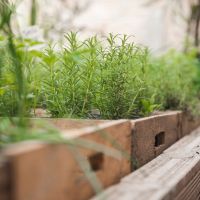 Réaliser un potager ou des travaux d'espaces verts au cycle 3 et en SEGPA